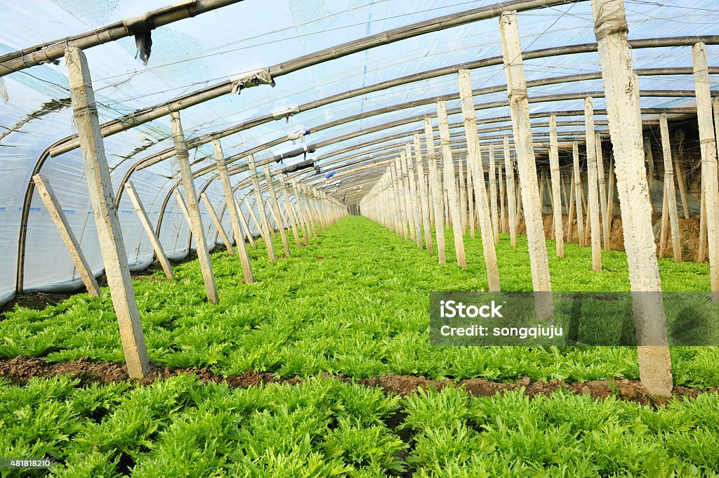 Legumes em estufas - Foto de stock de 2015 royalty-free