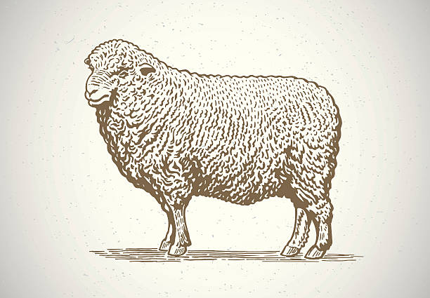 Graphical sheep. Sheep in graphic style. Drawing by hand. Vector illustration. sheep illustrations stock illustrations