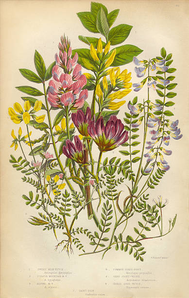 ilustraciones, imágenes clip art, dibujos animados e iconos de stock de victorian botanical ilustración de leche vetch y vetch, vicia - algarrobilla de monte