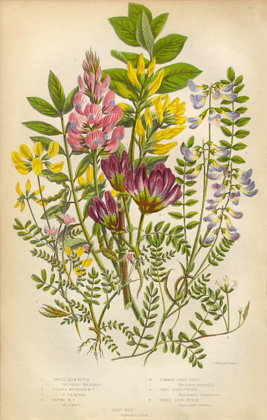 illustrations, cliparts, dessins animés et icônes de victorian botanical illustration de lait vetch et vetch, vicia - vetch