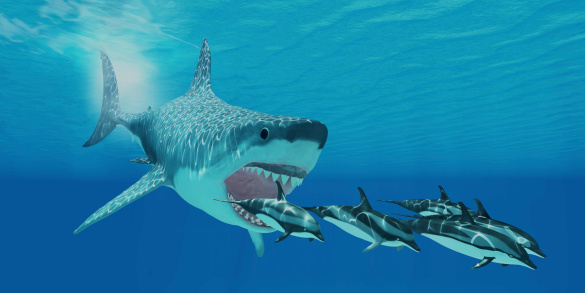A huge Megalodon shark swims after a pod of Striped dolphins.