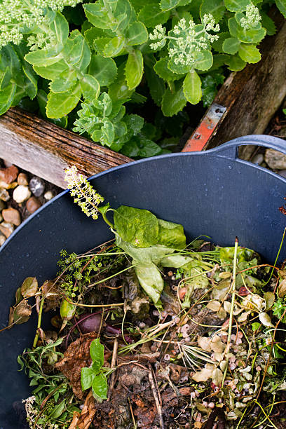 istock Green going to the compost heap 481820958