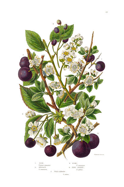 illustrazioni stock, clip art, cartoni animati e icone di tendenza di prugna, cherry, sloe e bullace vittoriano, illustrazioni botanico - plum