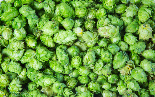 Background of fresh hops wallpaper. The freshly picked hops are used for brewing beer. These green plants have a bitter taste and are used for flavoring beer. A great homebrew and gardening background photo. Humulus lupulus is the latin name. - A great Background Texture Pattern, or Graphic Element Wallpaper for poster design.