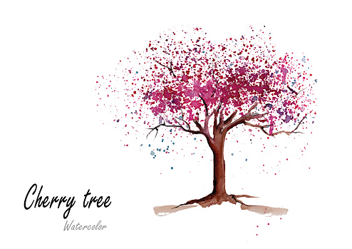 Cherry tree.Hand drawn watercolor painting on white background.