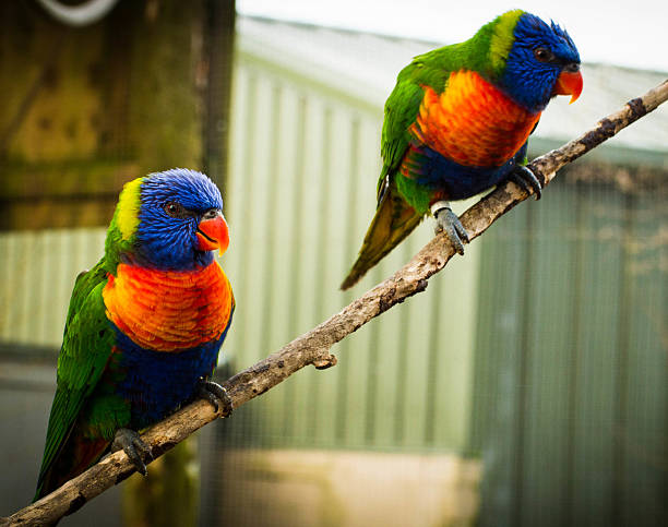 istock Pair of lovebirds 481824115