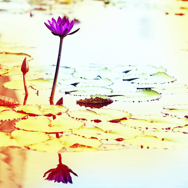 istock Lotus. Water lily flower 481824239