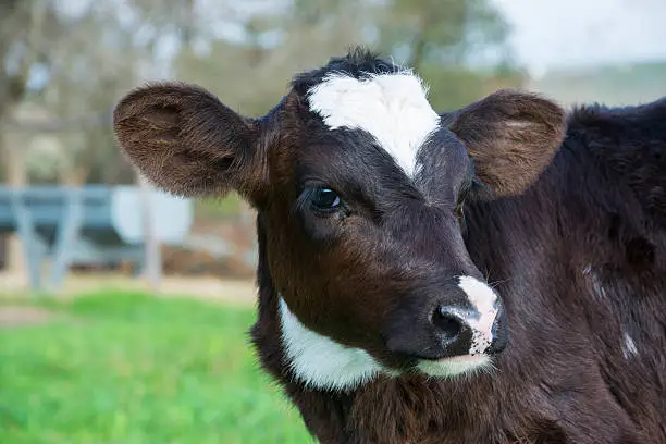 Close up of a Holstein calf.