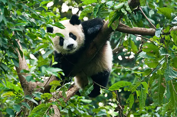 Panda bear are endangered and only about 1600 live in the wild.