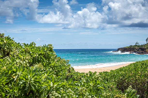 istock Tropical Beach and Nature Landscape, Hawaii 481826004