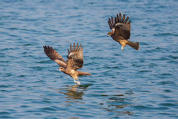Two Black Kite Picking Up Food From Sea Stock Photo - Download Image Now -  Animal, Animal Body Part, Animal Wildlife - iStock