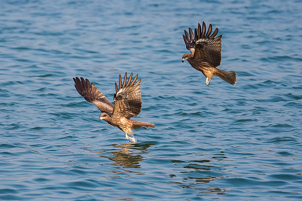 Two Black Kite Picking Up Food From Sea Stock Photo - Download Image Now - Animal, Animal Body Part, Animal Wildlife - iStock Two Black Kite Picking Up Food From Sea Stock Photo - Download Image Now - Animal, Animal Body Part, Animal Wildlife - iStock