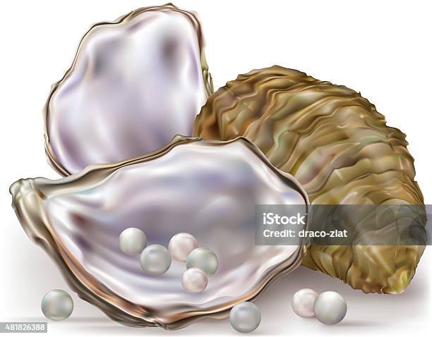 Oyster Shell Pearls Stock Illustration - Download Image Now - Animal Shell, Oyster Pearl, Pearl Jewelry