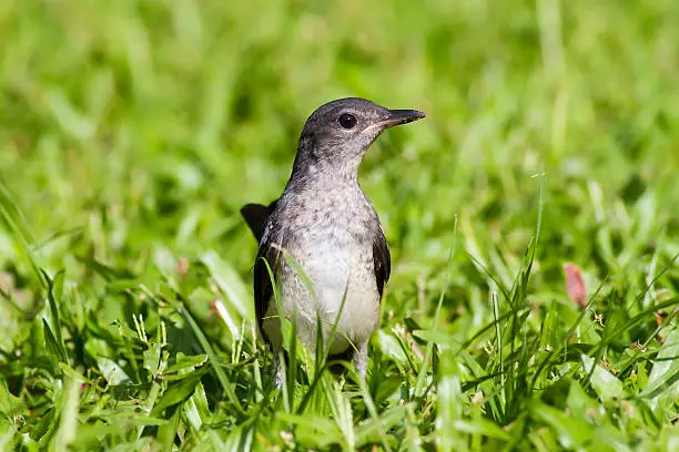 Baby bird - Oriental Magpie-Robin