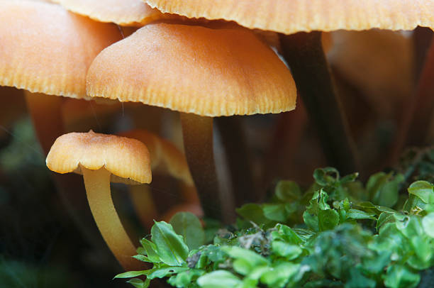 istock Flammulina velutipes mushrooms 481827414