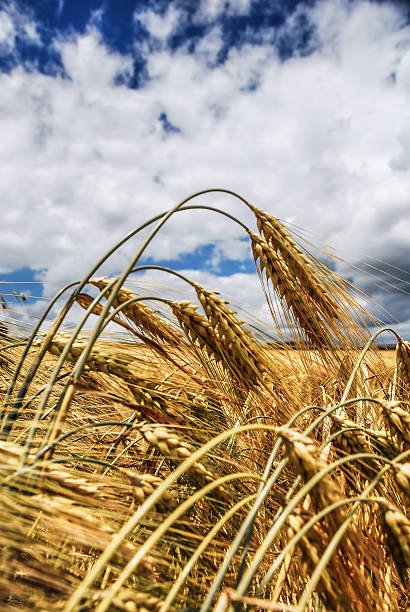 Wheat Stalks stock photo