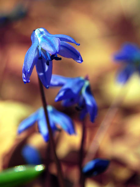 istock Blue scilla siberica in spring/Scilla siberca flowers 481830119