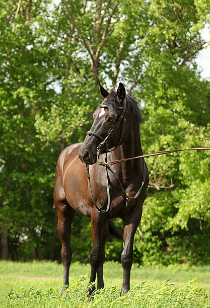 istock Brown horse in a sunny field 481830376
