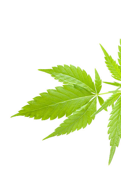 istock cannabis plant, marijuana on white background 481831825