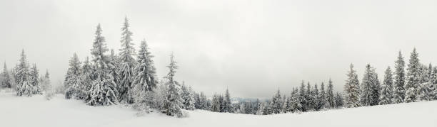 snowly パノラマの眺め - european alps carpathian mountain range evergreen tree tree ストックフォトと画像