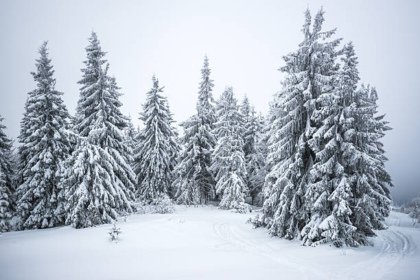 istock Foggy winter landscape in the mountains 481832826