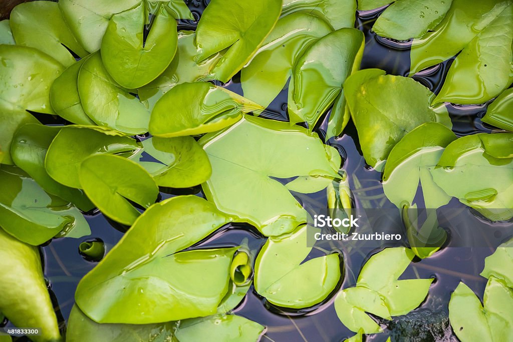 lotus leaves 2015 Stock Photo