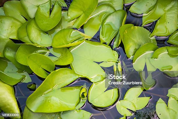 Lotus Leaves Stock Photo - Download Image Now - 2015, Aquatic Organism, Beauty
