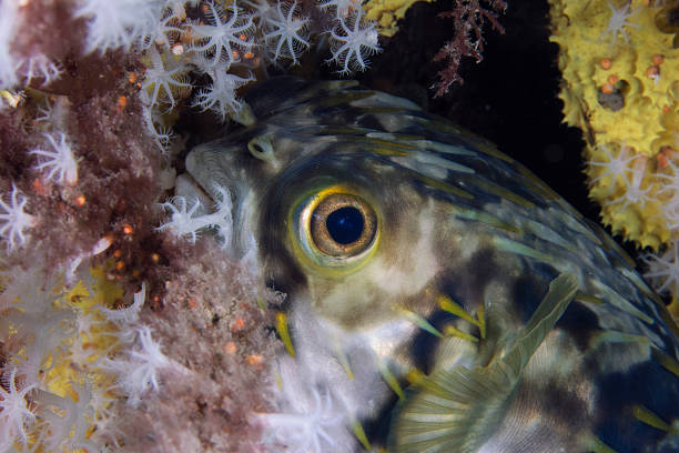 juvenil freckled porcupinefish - porcupinefish imagens e fotografias de stock