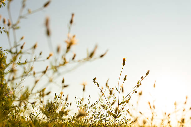 istock Wild flowers at sunset 481837540