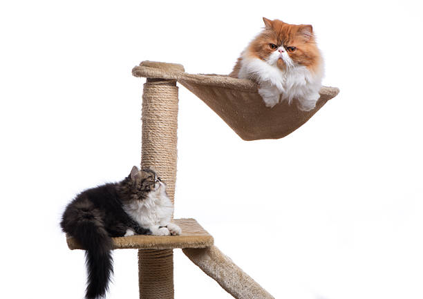istock Two persian cats of different coloring 481838088