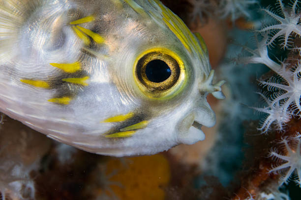 juvenil freckled porcupinefish - porcupinefish imagens e fotografias de stock