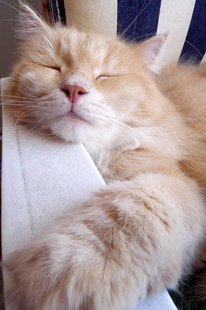 istock Cat and its sweet nap 481838276