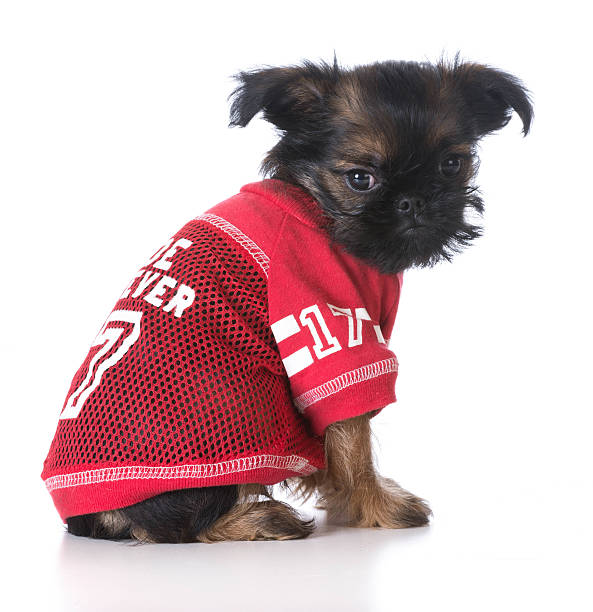 istock cute sports puppy 481838884