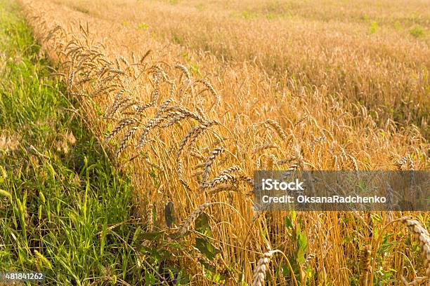 Foto de Campo De Trigo Fronteira e mais fotos de stock de 2015 - 2015, Agricultura, Amarelo