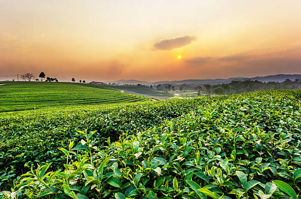 istock Sunset view of tea plantation landscape 481841868