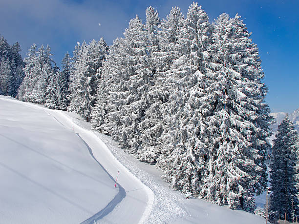 Ski runner on a beautiful winter day