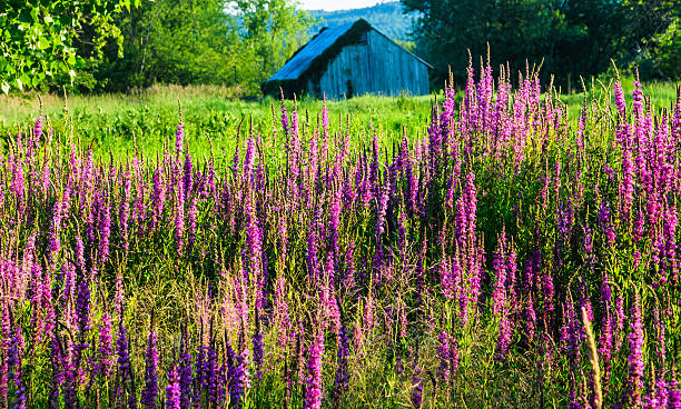 istock Purple Loosestrife 481842840