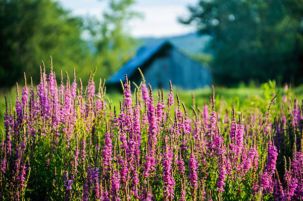 Loosestrife Field Purple loosestrife (Lythrum salicaria)  plants grow from four to ten feet high, depending upon conditions, and produce a showy display of magenta-colored flower spikes throughout much of the summer.  It is a highly invasive plant and it chokes out native vegitation. lythrum salicaria purple loosestrife stock pictures, royalty-free photos & images