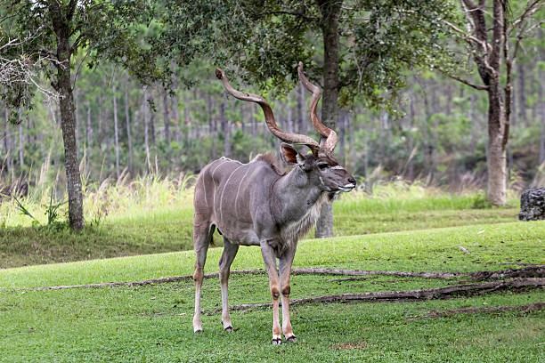Greater Kudu The greater kudu (Tragelaphus strepsiceros) is a woodland antelope found throughout eastern and southern Africa. Despite occupying such widespread territory, they are sparsely populated in most areas, due to a declining habitat, deforestation and poaching. The greater kudu is one of two species commonly known as kudu, the other being the lesser kudu, Tragelaphus imberbis. giant eland stock pictures, royalty-free photos & images