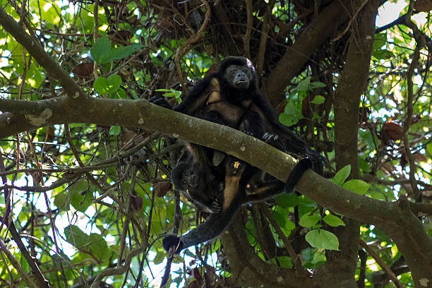 istock Mommy and Baby monkeys 481843799