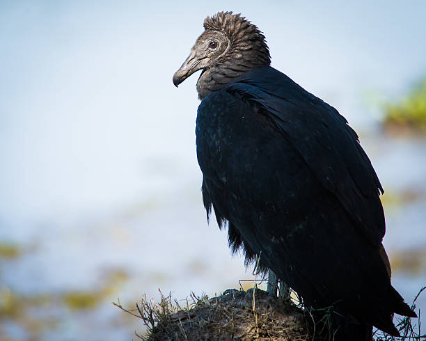 Black Vulture stock photo