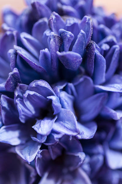 istock Blue hyacinth flower macro detail 481844662