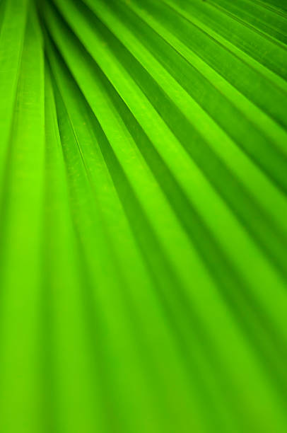 istock Texture of green palm leaf 481844714