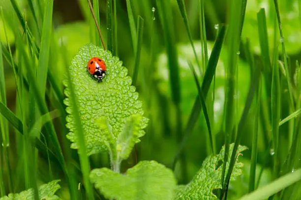 Photo of Lovely Ladybug