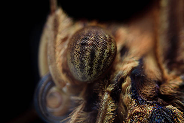 istock Closeup butterfly, striped eyes, curled proboscis 481845604