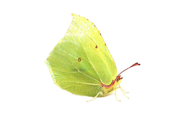 butterfly - common brimstone (gonepteryx rhamni) on white - citronfjäril bildbanksfoton och bilder