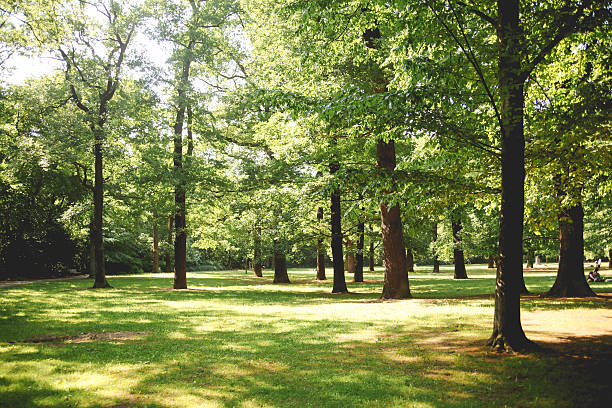 ベルリン streetpark - tree summer season lake ストックフォトと画像