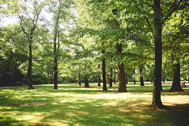 streetpark в берлине - natural wood стоковые фото и изображения