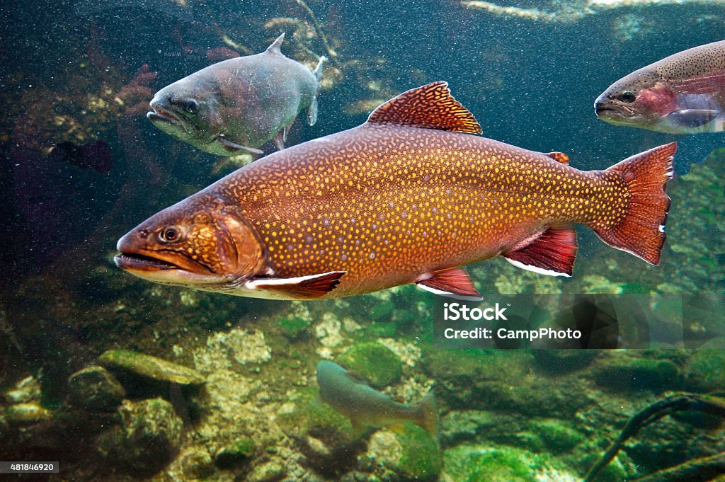 Brook Trout The brook trout (Salvelinus fontinalis) is a species of freshwater fish in the salmon family Salmonidae. Trout Stock Photo