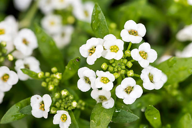 Lobularia Maritima - foto de acervo